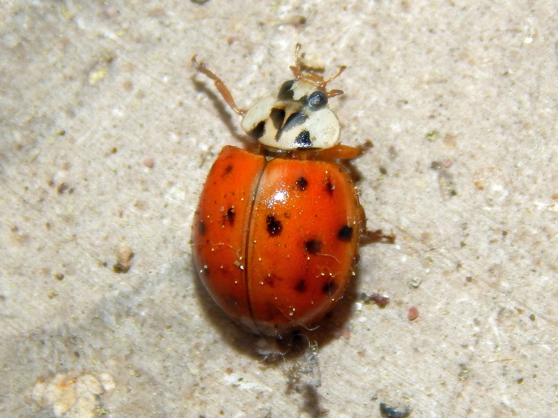 Serie di Coccinellidae del Parco del Ticino